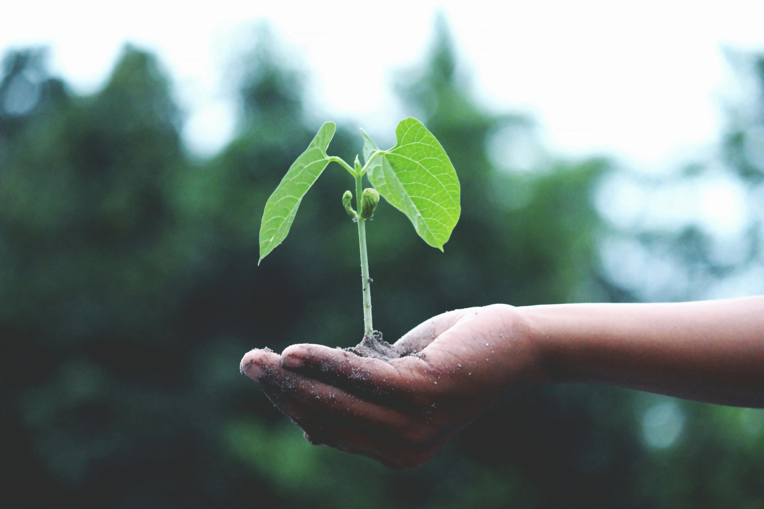 Blog 9 plant scaled